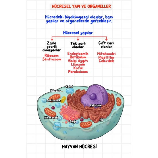 Zeduva Yayınları Biosem Biyoloji Görsellerle Biyoloji Özeti Cep Kitabı