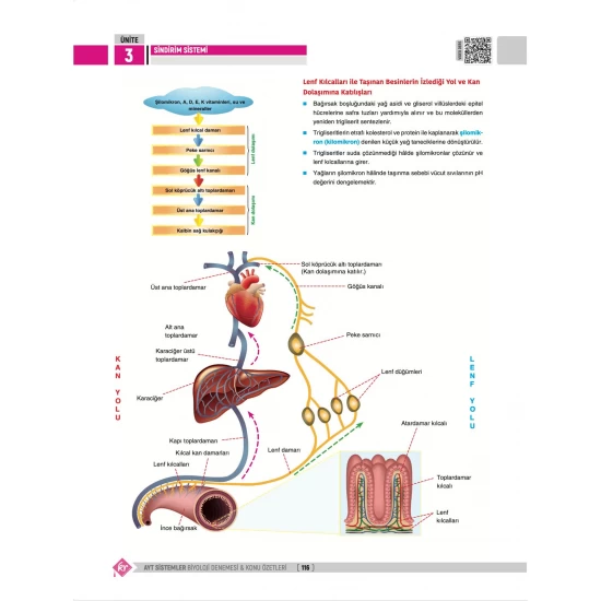 Dilek Kuvvet Kuvvetli Biyoloji AYT Biyoloji Sistemler 40 Deneme Konu Özetleri KR Akademi Yayınları