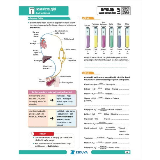 Zeduva Yayınları Biosem AYT Biyoloji 1 Kitap 3 Kamp Video Ders Kitabı